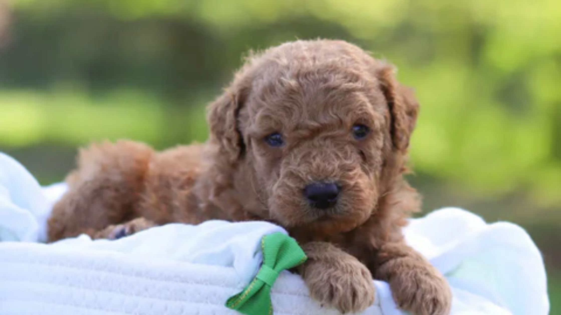 Goldendoodle feeding guide best sale