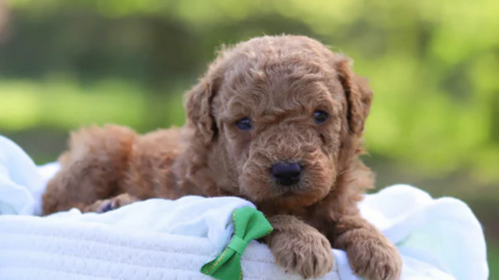 miniature goldendoodle puppies nutrition tips