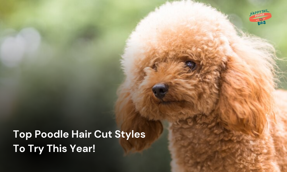 Top Poodle Haircut Styles to Try This Year