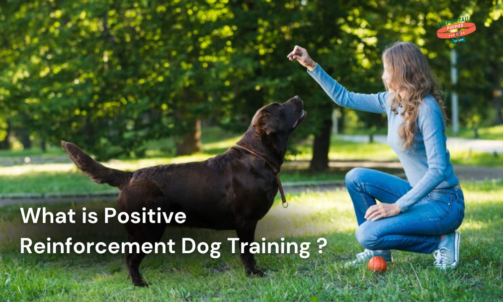 Positive reinforcement dog training