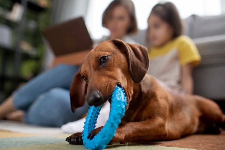 small dog breeds