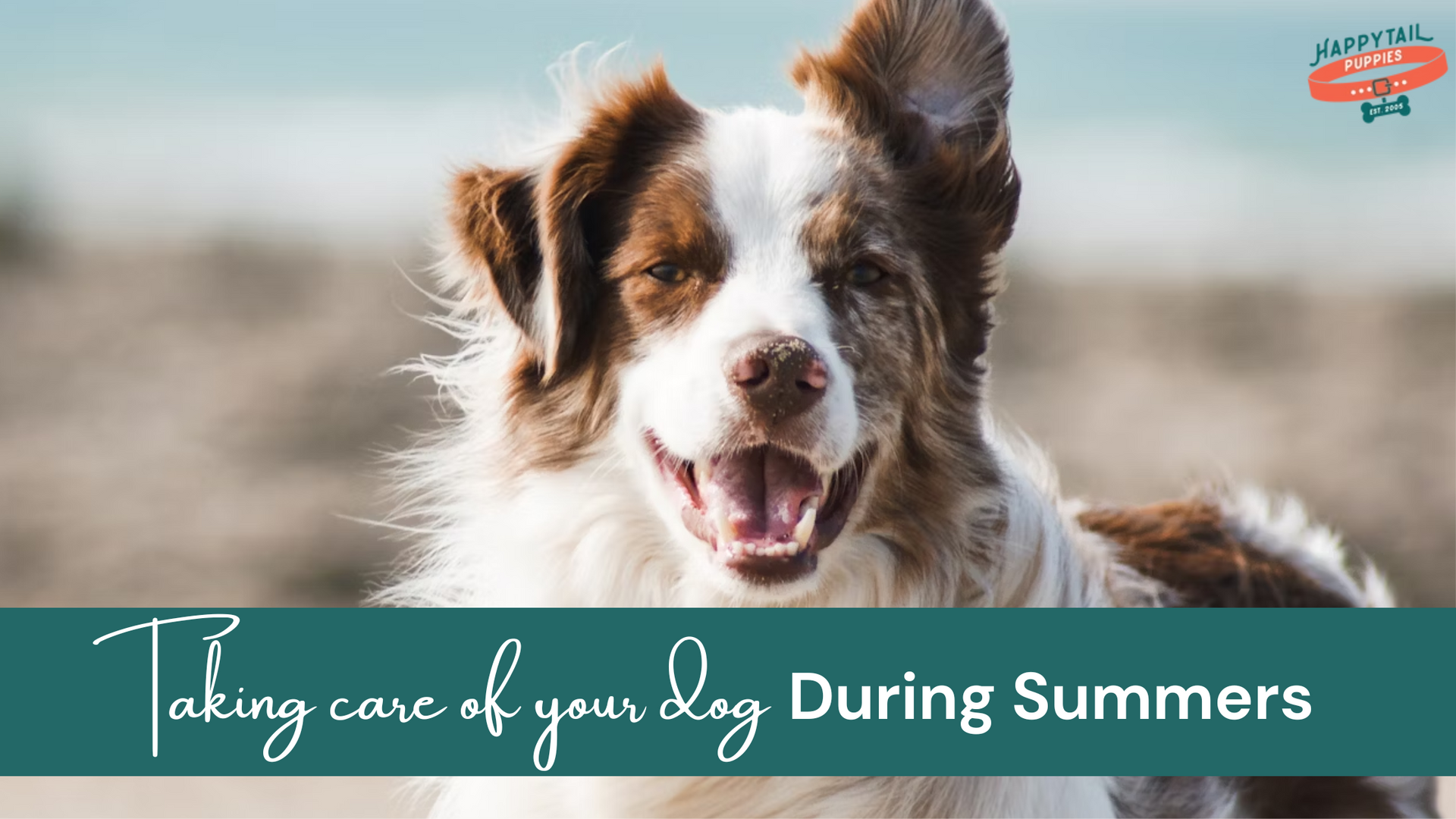 Comprehensive Guide to Summer Dog Care: Keeping Your Pet Cool and Safe