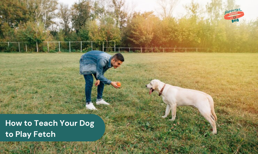 How to Teach Your Dog to Play Fetch