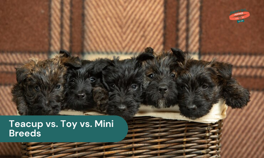 teacup vs toy vs mini breeds