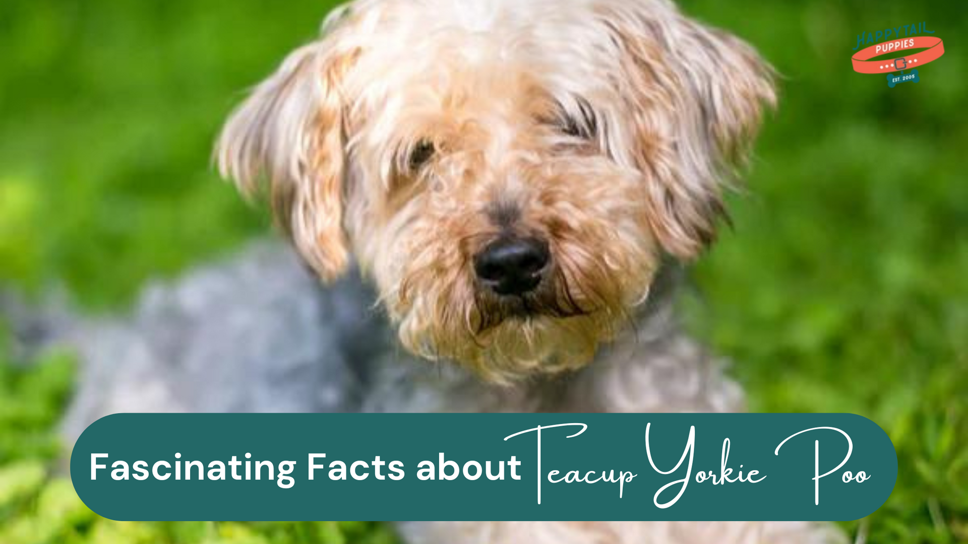 Teacup Yorkie Poo Fascinating Facts