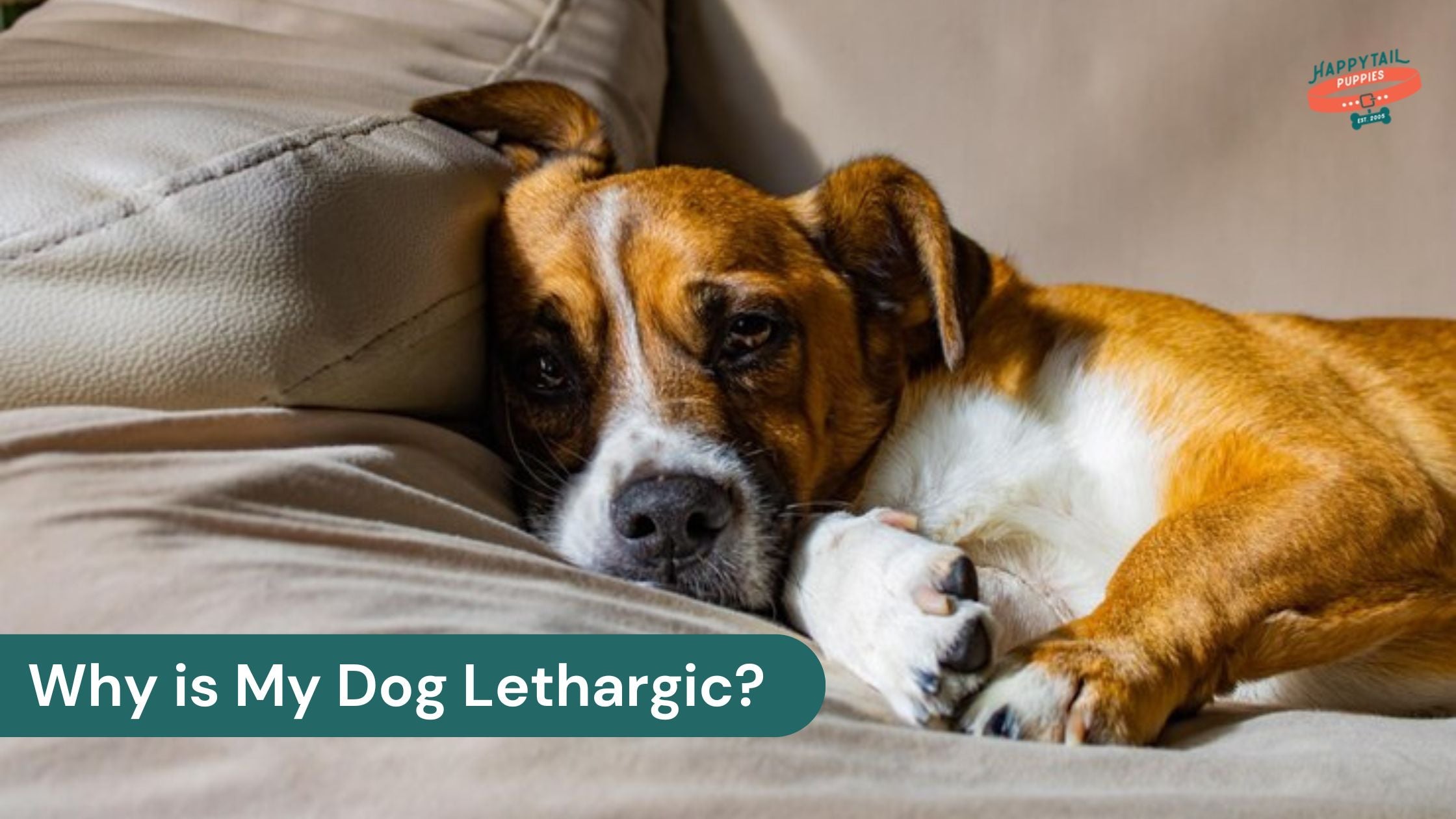 Is Eating Grass Causing Lethargy In My Dog photo