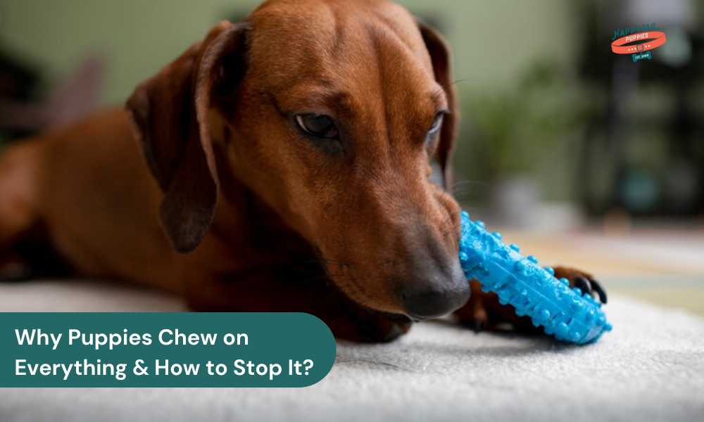 why puppies chew on everything