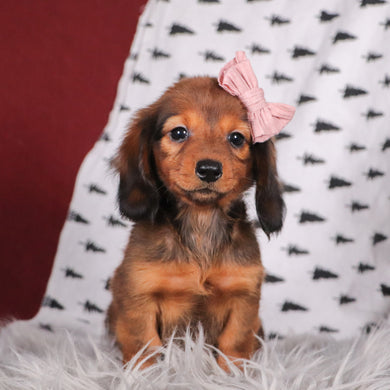 miniature dachshund longhaired puppies