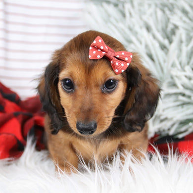 Miniature Dachshund puppies for sale