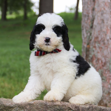 how much is a miniature bernedoodle