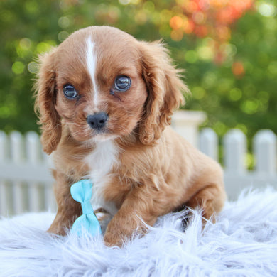 Cute Cavalier King Charles Spaniel Kailee: 3lb 5oz Purebred Puppy