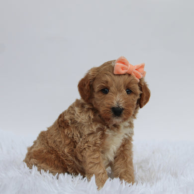 Renata - Available 9/17