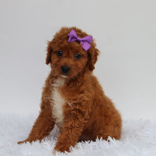 Katryn - Available 8/27