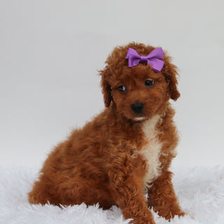 Katryn - Available 8/27