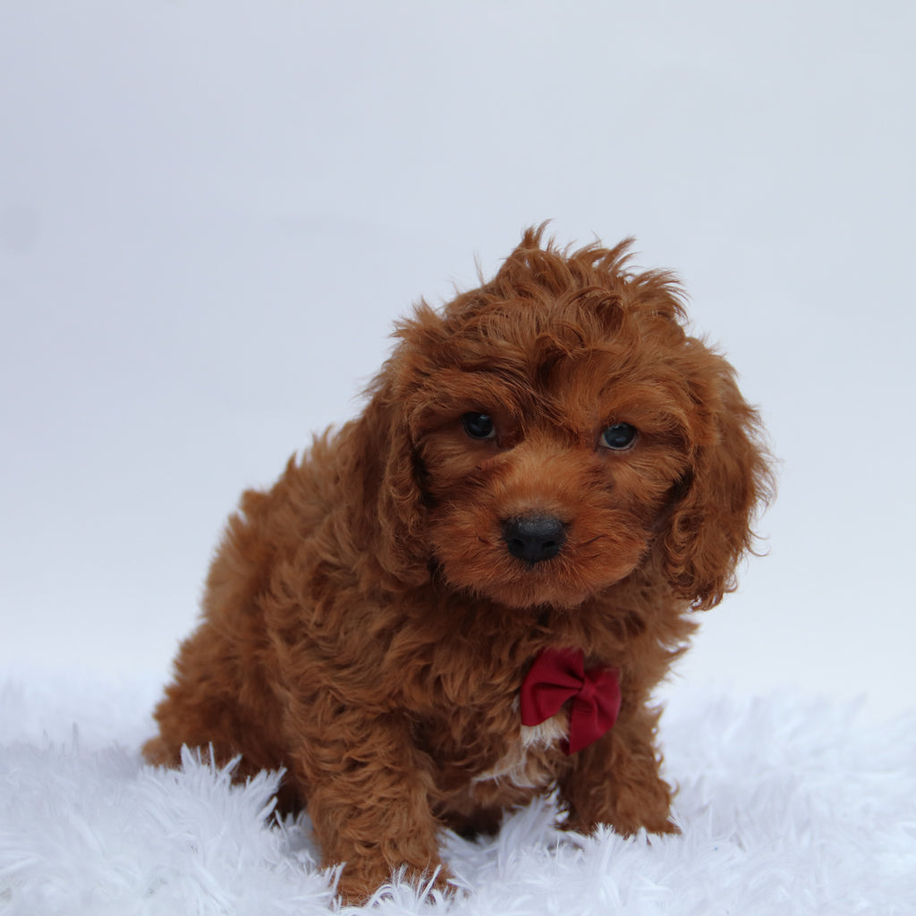 Jackson - Available 8/27