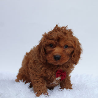 Jackson - Available 8/27