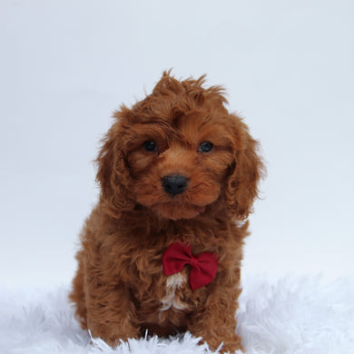 Jackson - Available 8/27