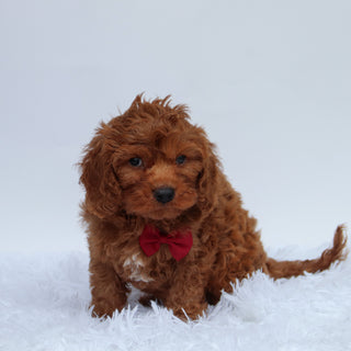 Jackson - Available 8/27