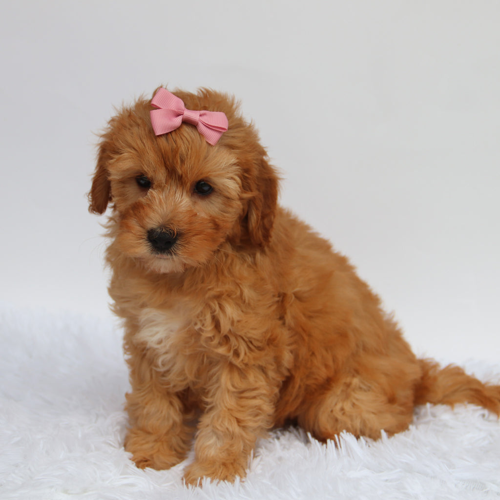 Riley - Available 8/27