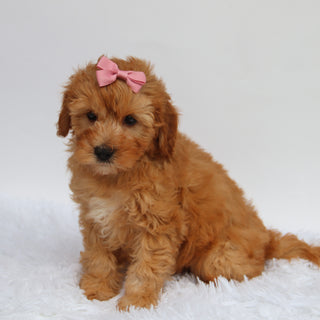 Riley - Available 8/27