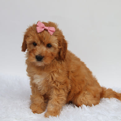 Riley - Available 8/27