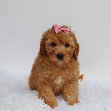 Riley - Available 8/27