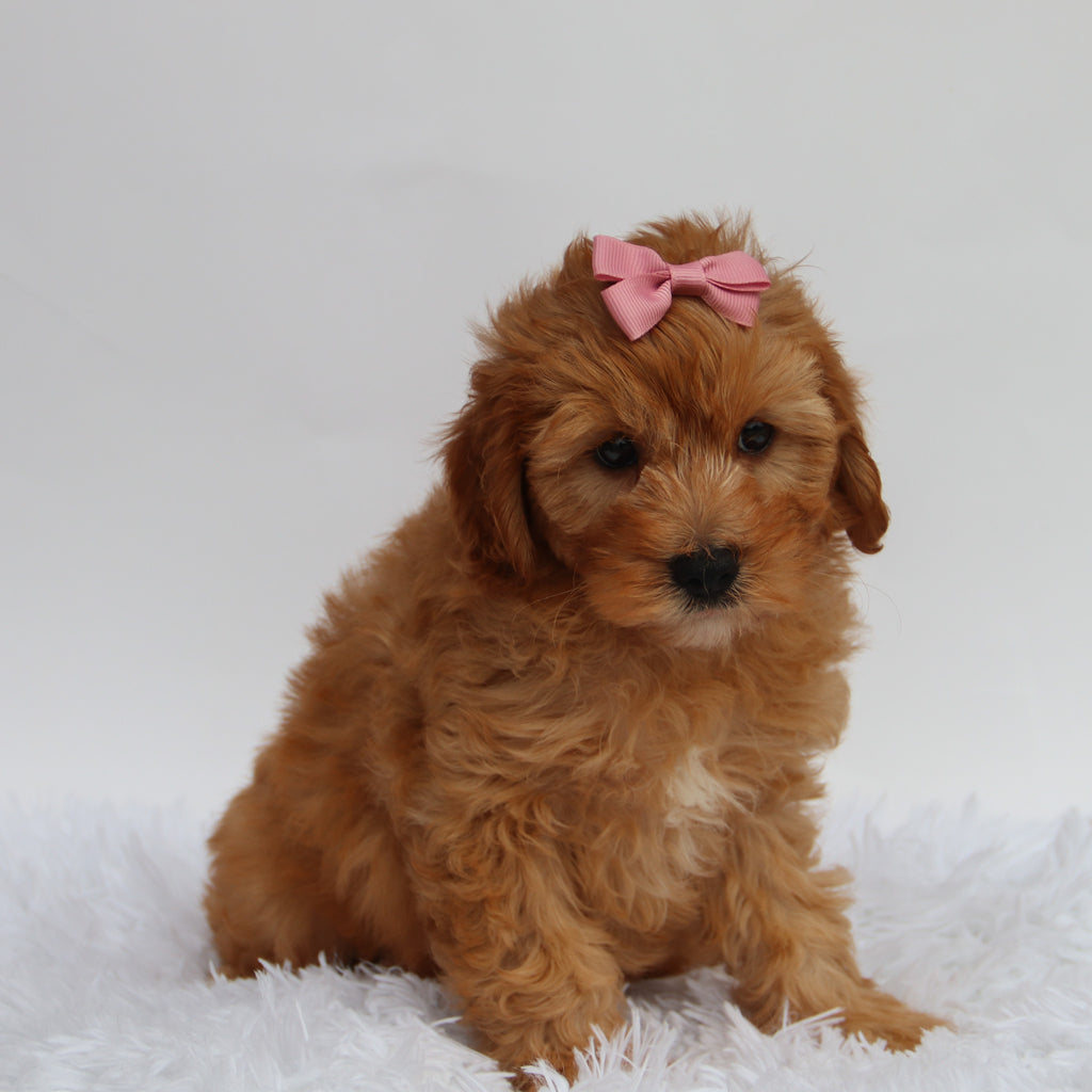 Riley - Available 8/27