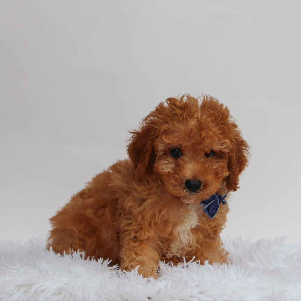 Hobbs - Available 8/27