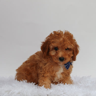Hobbs - Available 8/27