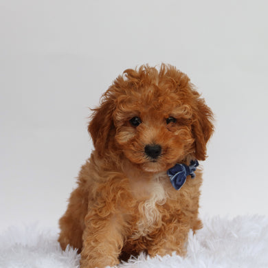 Hobbs - Available 8/27