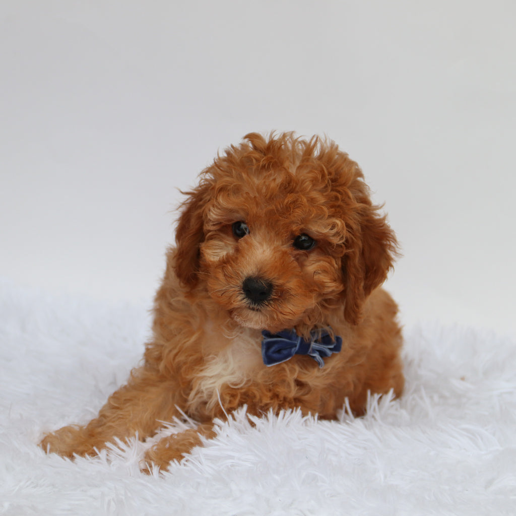 Hobbs - Available 8/27