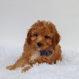 Hobbs - Available 8/27