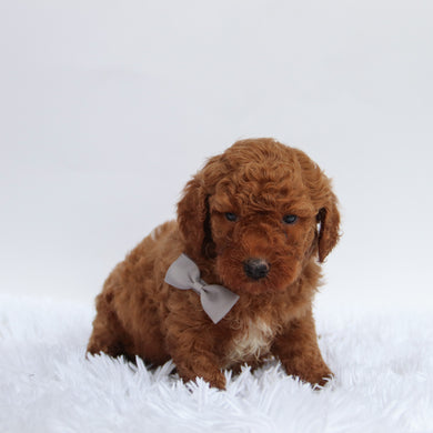Gideon - Available 9/17