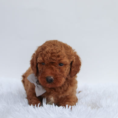 Gideon - Available 9/17