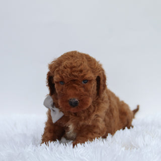 Gideon - Available 9/17