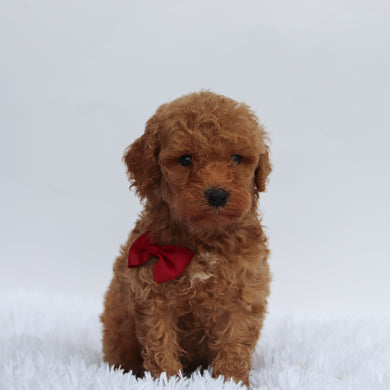 Abu - Available 9/17