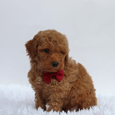 Abu - Available 9/17