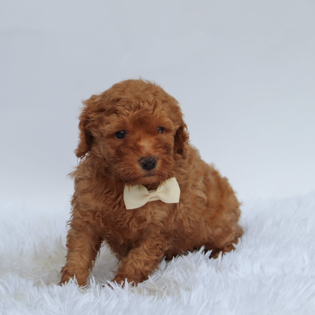 Roofus - Available 9/17