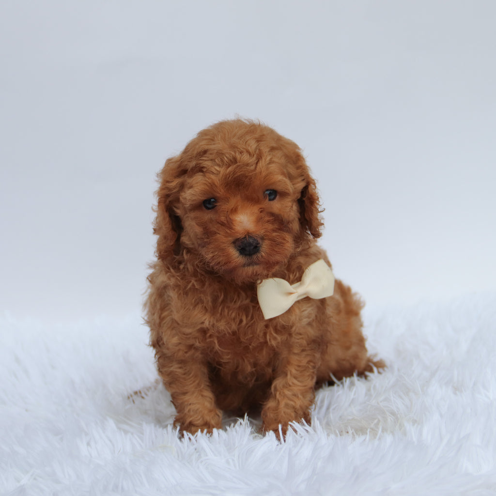Roofus - Available 9/17