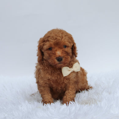 Roofus - Available 9/17