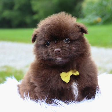 Teacup Pomeranian Puppies For Sale | Happytail Puppies