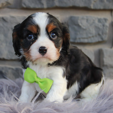 Oakley