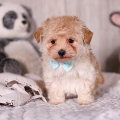 Peanut - Available 3/19