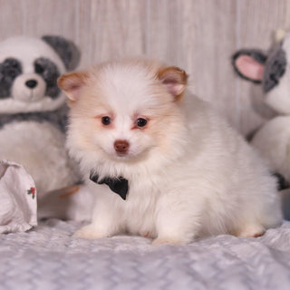 Marcello - Available 3/19