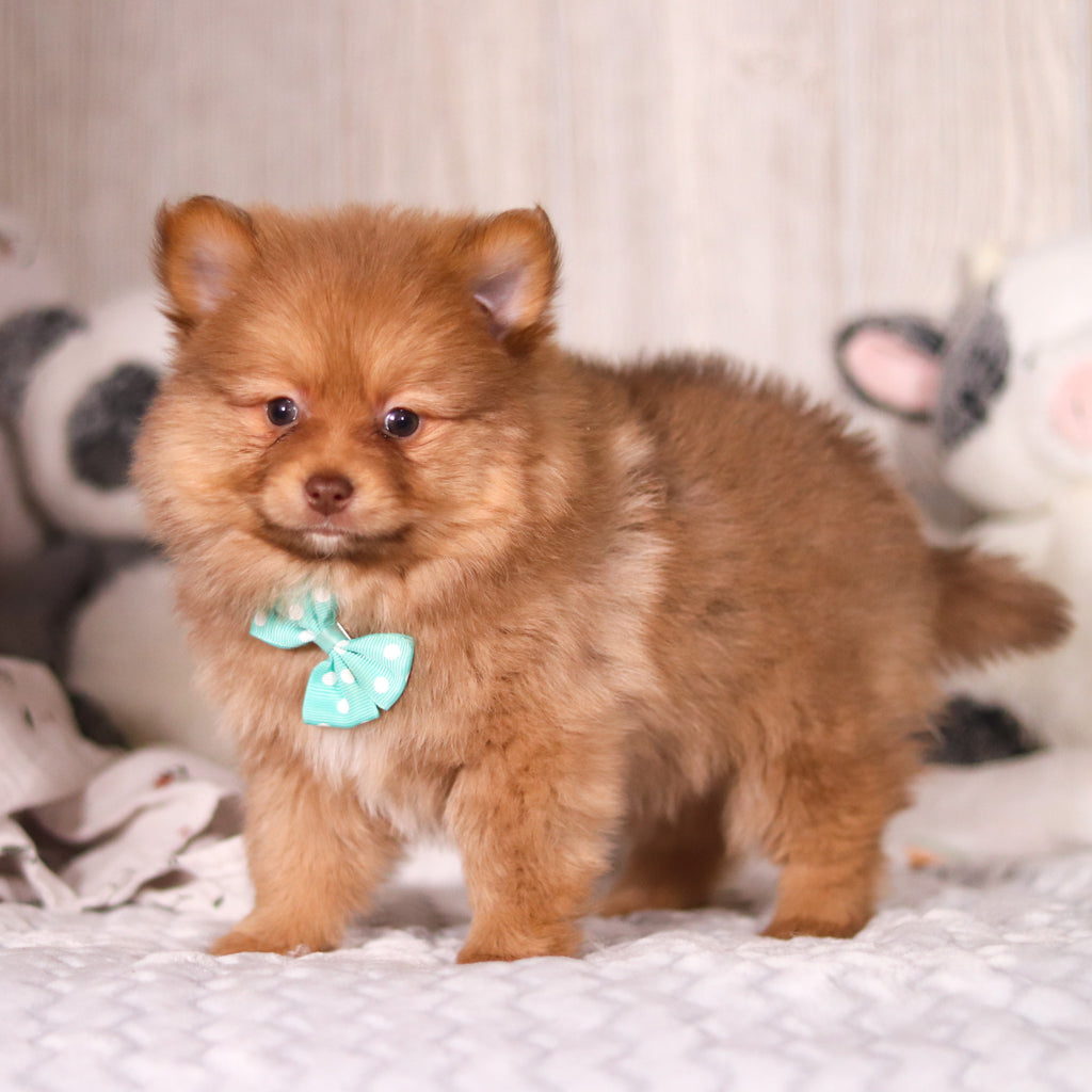 Melvin - Available 3/19