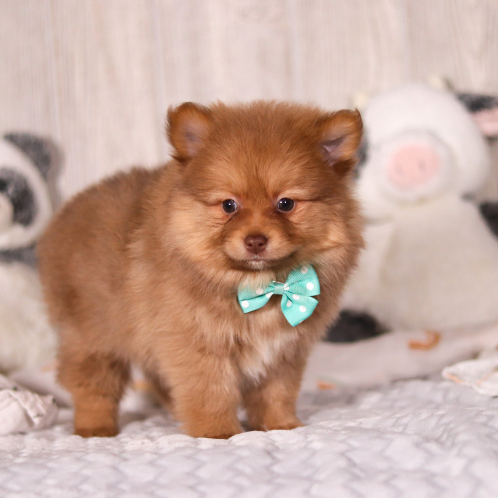 Melvin - Available 3/19