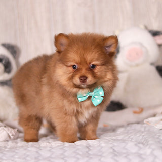 Melvin - Available 3/19