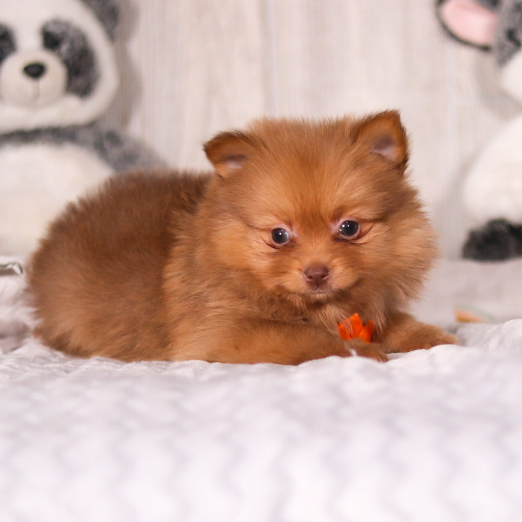 Marvin - Available 3/19