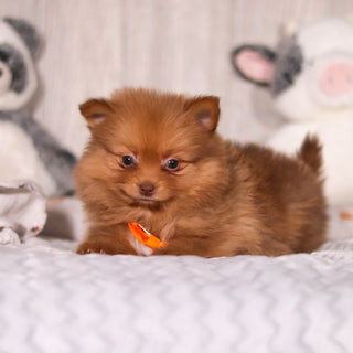 Marvin - Available 3/19