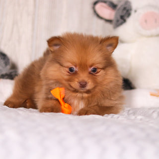 Marvin - Available 3/19